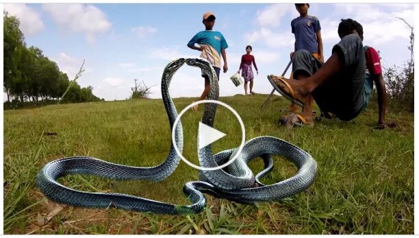 Включи видео про змеей. Настоящих змей. Покажи змею. Атака змеи.
