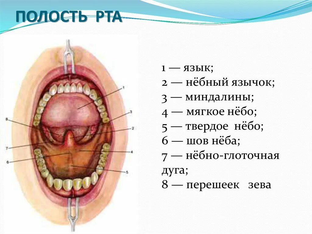 Что есть в полости рта. Анатомическое строение ротовой полости. Полость рта вид спереди. Строение внутри полости рта.