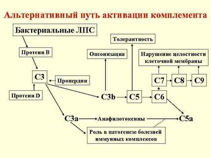 Пути системы комплемента