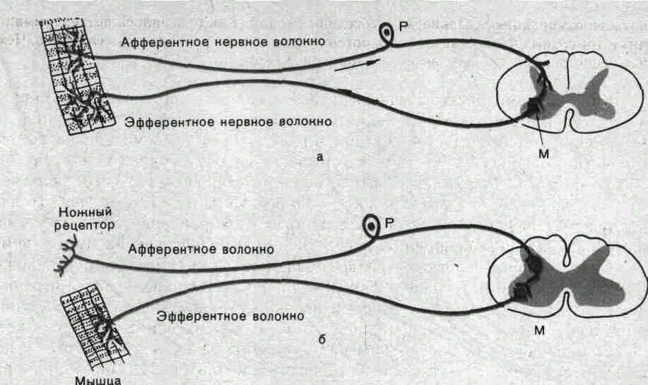 Поле рефлекса. Афферентные волокна. Рефлекторная дуга спинномозгового рефлекса. Афферентные и эфферентные нервные волокна. Схема рефлекторной дуги спинного мозга.