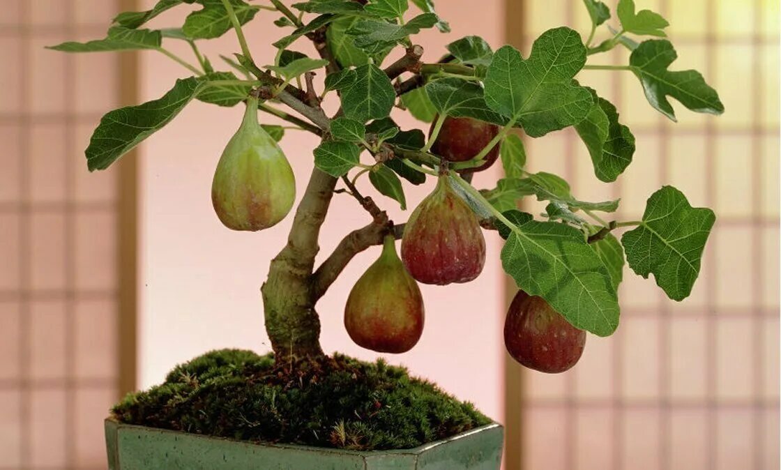 Фикус карика, инжир – ficus carica. Комнатный инжир. Комнатный инжир. Инжир растение. Инжир комнатный плодоносящий.
