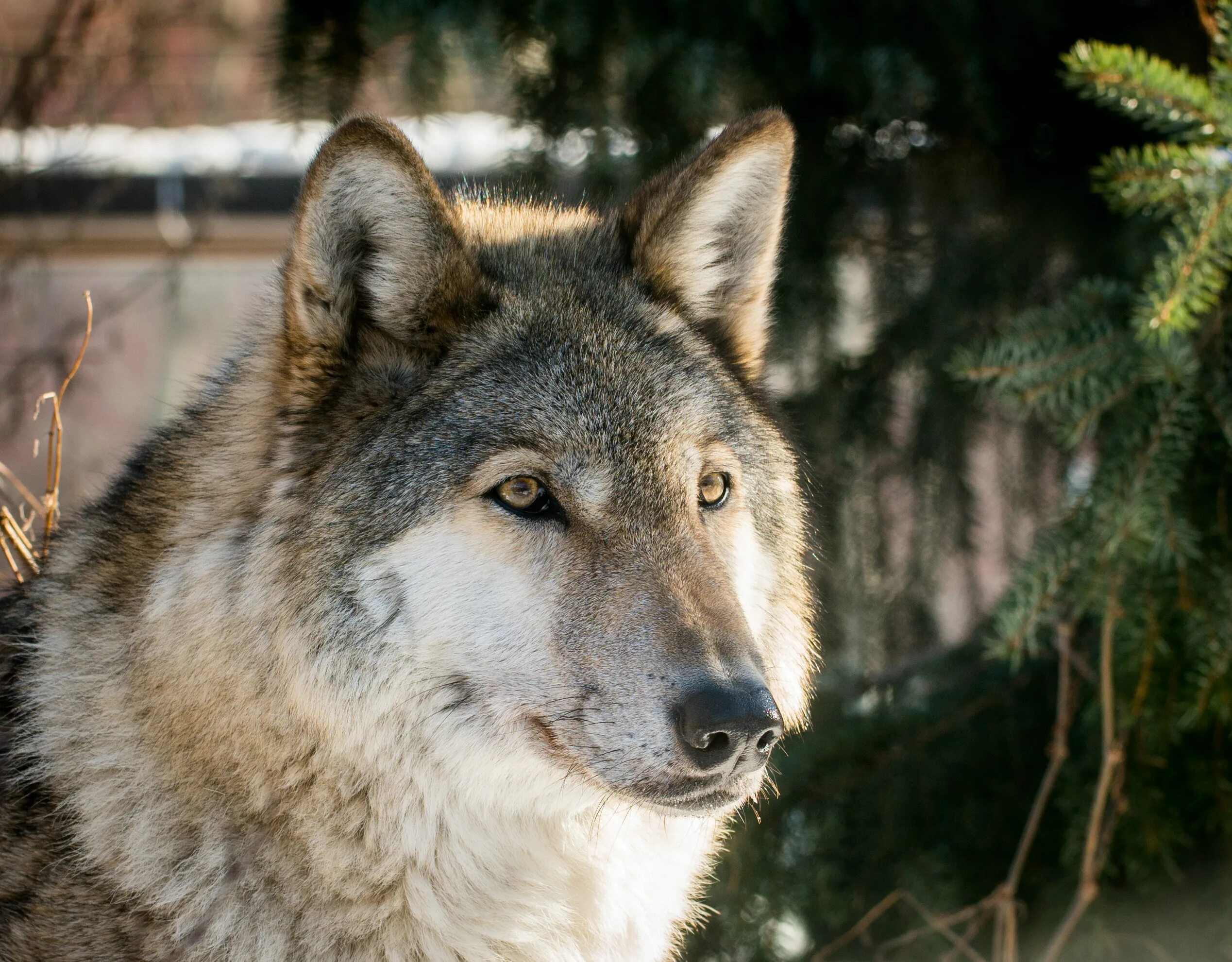 Картинка волк. Среднерусский волк. Среднерусский Лесной волк. Волк серый.
