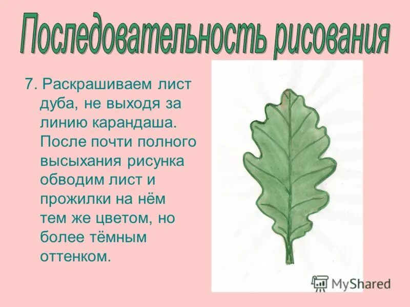 дубовый лист рисунок. что означает дубовый лист. форма листа дуба черешчатого. листья дуба банкноты изображены. тип жилкования листа березы.