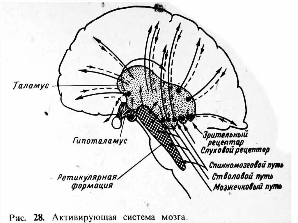 Ретикулярная формация ствола мозга. Ядра ретикулярной формации ствола мозга. Ретикулярная формация головного мозга функции. Ретикулярная формация ствола мозга пути.