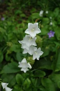 White bell