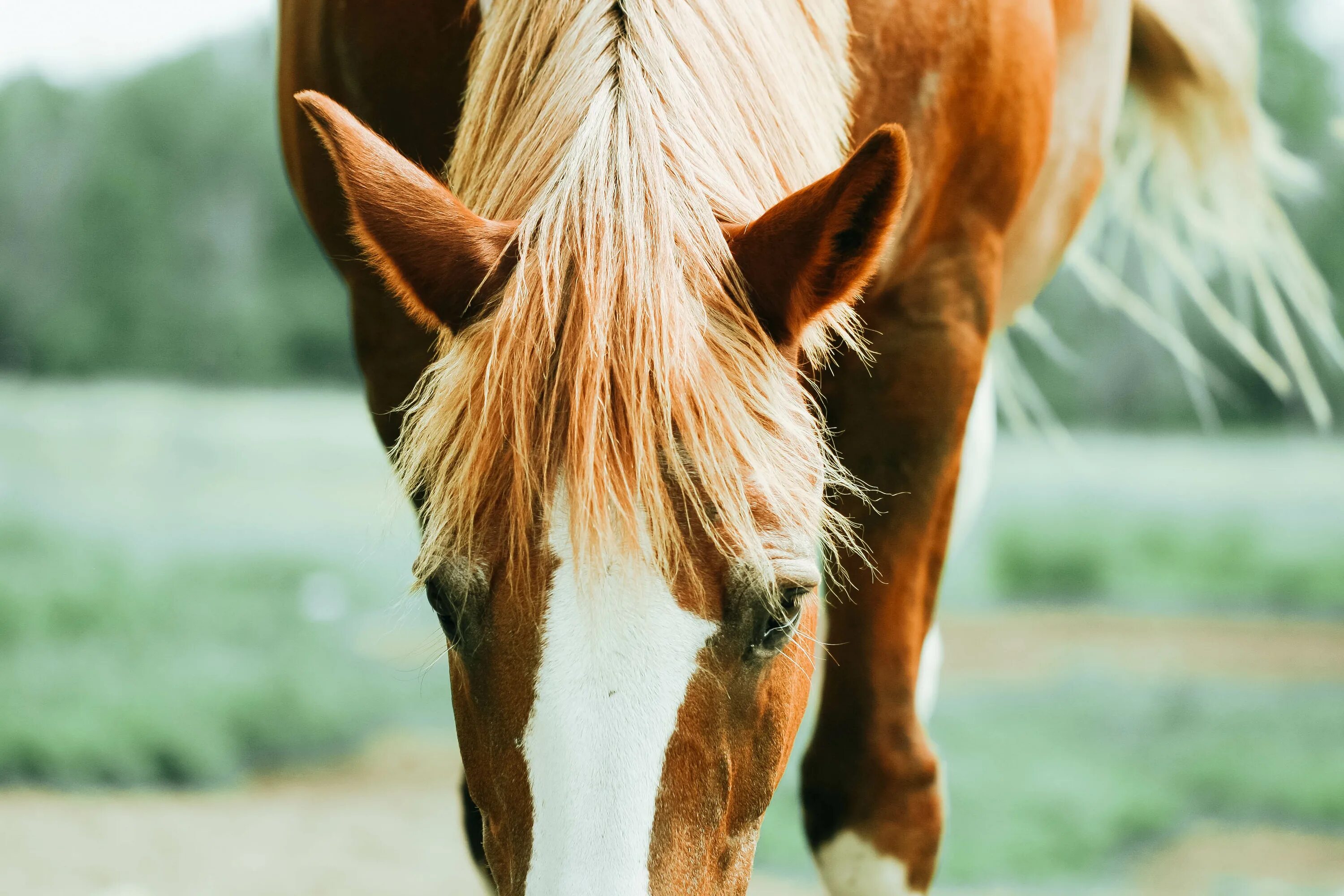 Horse hair. Морда лошади. Волосы лошади. Грива лошади. Лошадь с волосами на ногах.