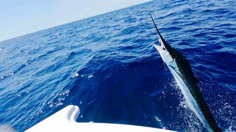 White marlin