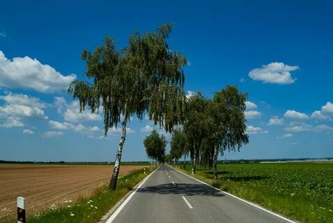 Песни две березки у дороги