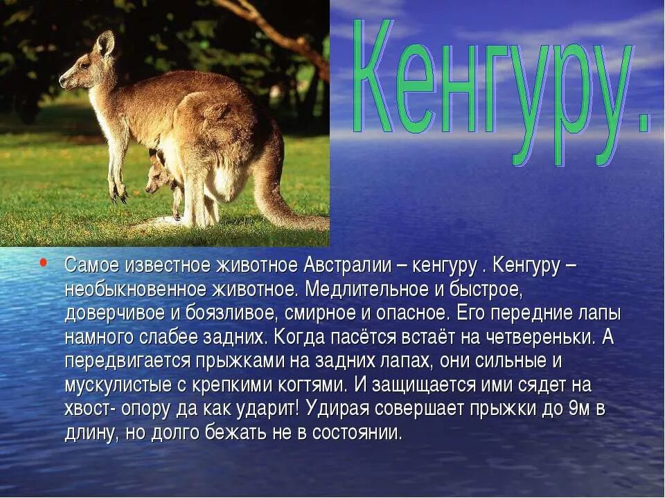 Австралийские животные описание. Что расскажет кенгуру. Кенгуру рассказ. Доклад про кенгуру 1 класс окружающий мир. Страус эму.