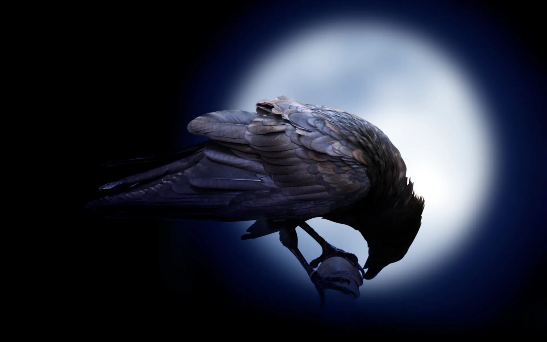 The ravens are the unique. Raven Nevermore. Call of the Raven. Вороном «вещей птицы». Ворон демотиватор.