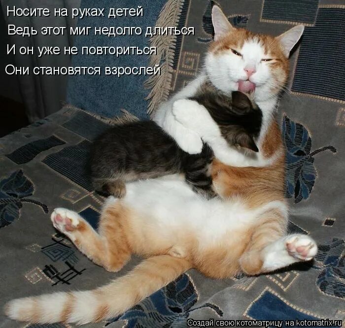 Я уже на нем. Рисунки с цитатами. Веселые статусы в картинках. Довольная кошачья морда. Смешные картинки с подписями.