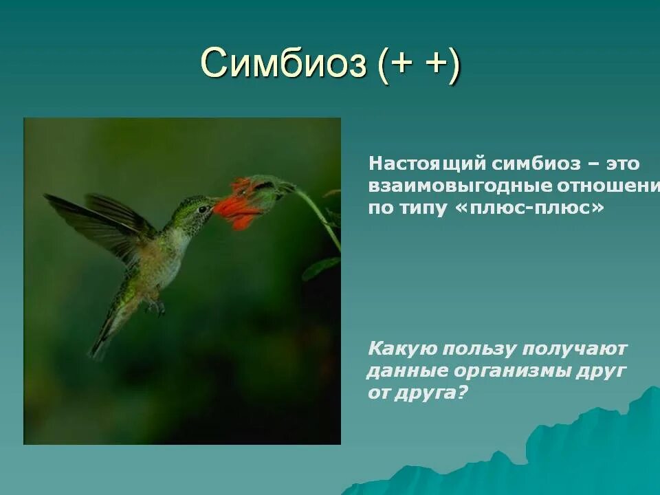 Что такое симбиоз кратко. Симбиоз. Взаимовыгодные отношения симбиоз. Симбиоз это в экологии. Симбиотические взаимоотношения в природе.