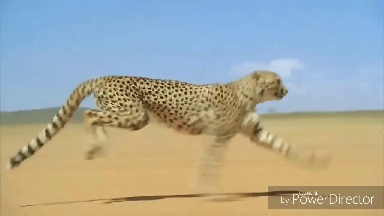 Мы бежим с тобой от гепарда. Бежим как буд-то отт гепард. Мы бежим будто от гепарда. Гепард и панда. Гепарда мы бежим.