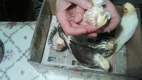 Плюсы и минусы кореллы