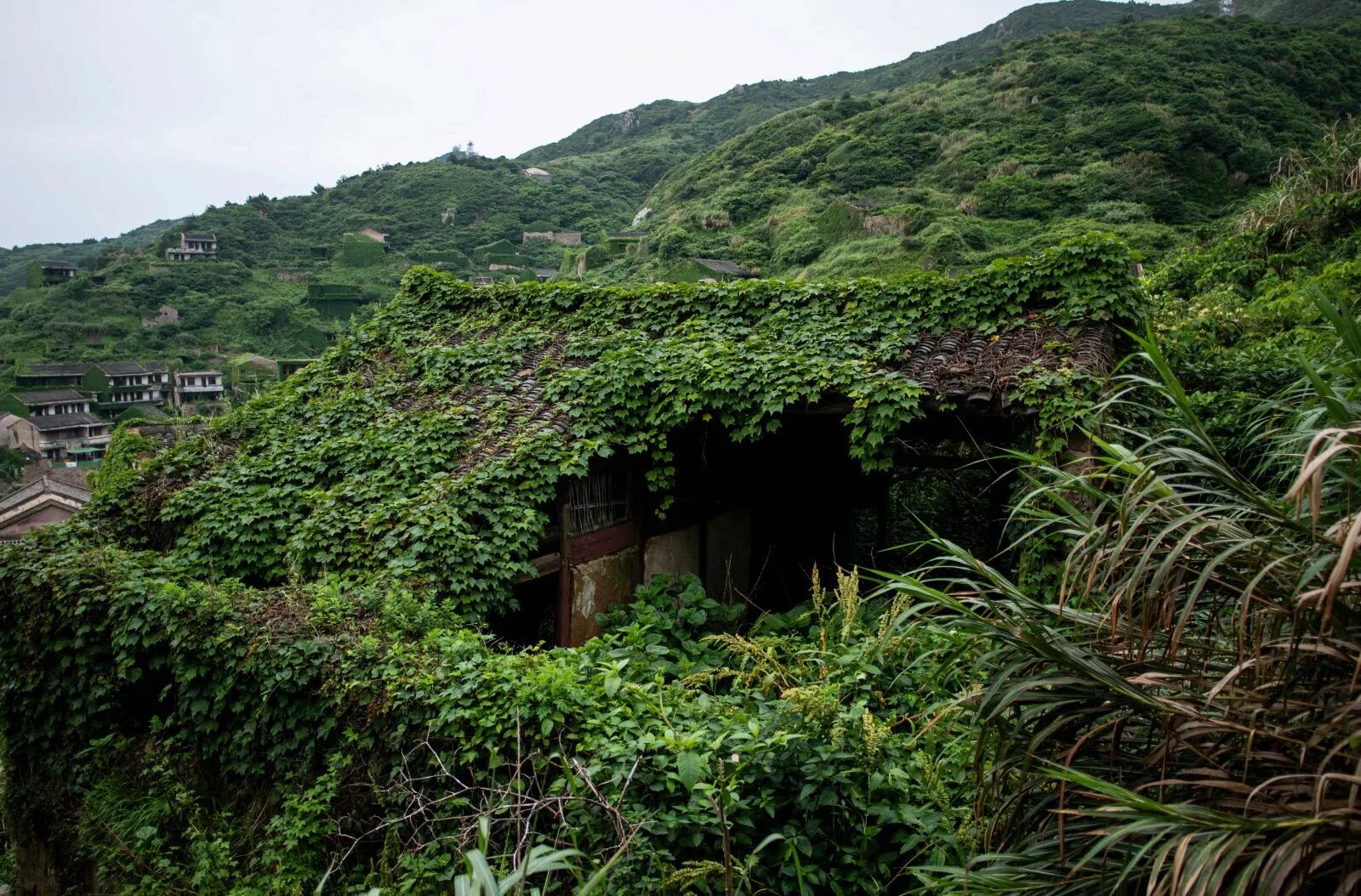 Abandoned village reclamation. Заброшенная деревня остров Шенгси. Хоутоувань Китай. Остров Шенгси зеленая деревня. Острова Шенгси, Китай.