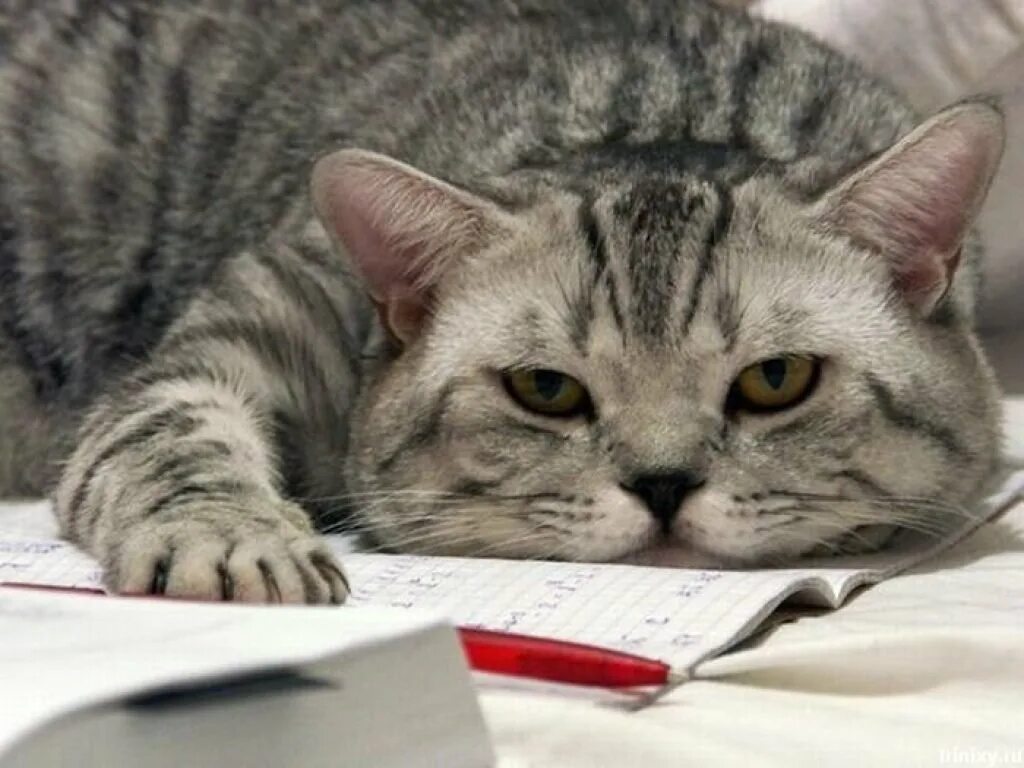 Следующий понедельник. Уставший кот. ленивый кот. котик устал. доброе утро понедельника прикольные.