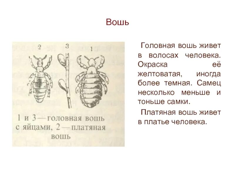 Самка головной вши рисунок. Головная вошь самка строение. Внешнее строение платяной вши. Отряд вши, платяная вошь строение. Внешнее строение головной вши.