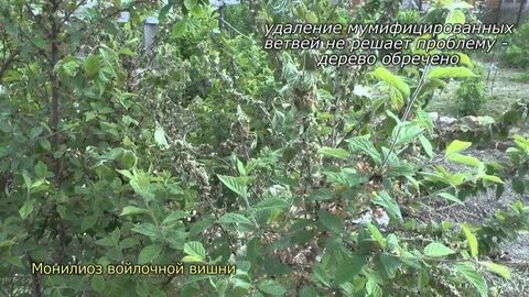 Болезни войлочной вишни