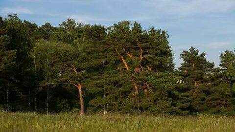 Поселение сосенки деревня сосенки