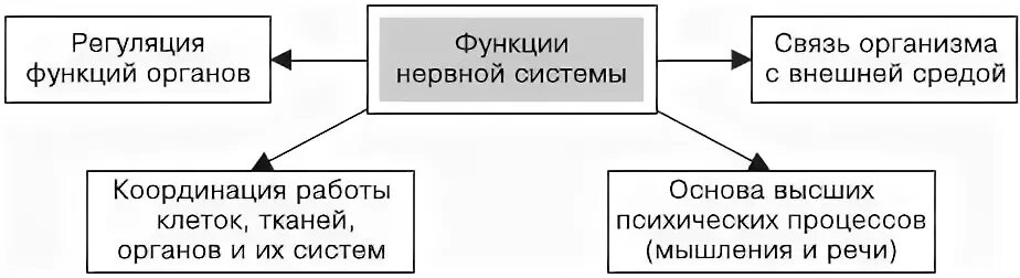 Нервная система 5 функции. Какие функции выполняет нервная система человека. функции нервной системы животных кратко. функции которые выполняет нервная система. перечислите функции нервной системы человека.