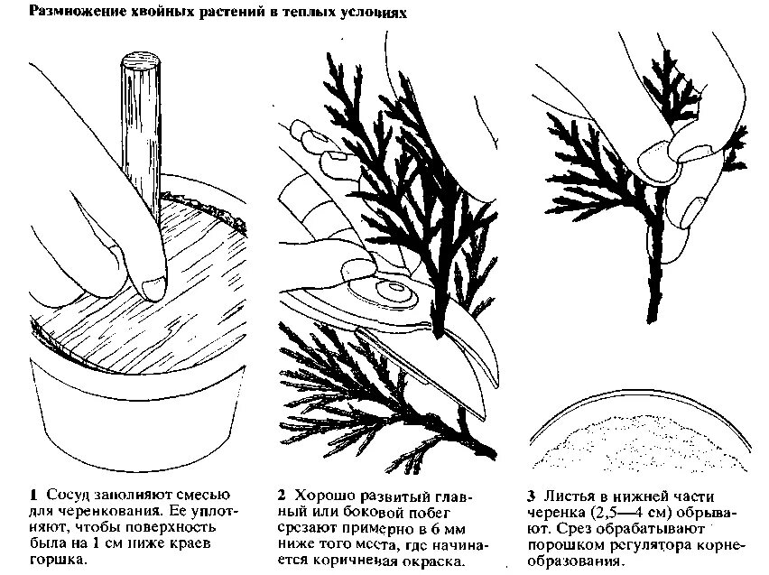 Размножение туи черенками в домашних условиях весной. Можжевельник обыкновенный размножение черенками весной. Размножение туи/можжевельника черенками. Размножение можжевельника черенкованием. Размножить можжевельник черенками весной.