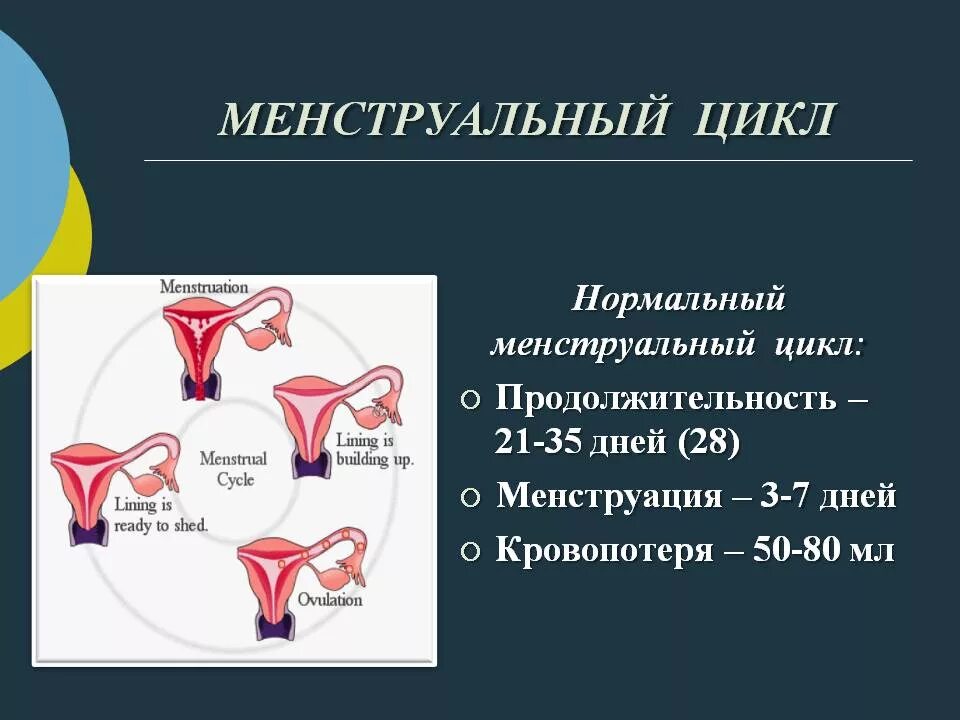 Менструальный цикл. Цикл менструационного цикла. Месячные цикл. Менструальный цикл менструальный цикл.