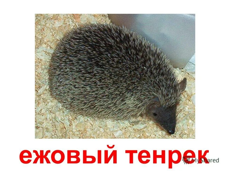 Держать в ежовых рукавицах. Иван ежов еж. В ежовых рукавицах значение фразеологизма. В ежовых рукавицах рисунок. Держать в ежовых рукавицах.