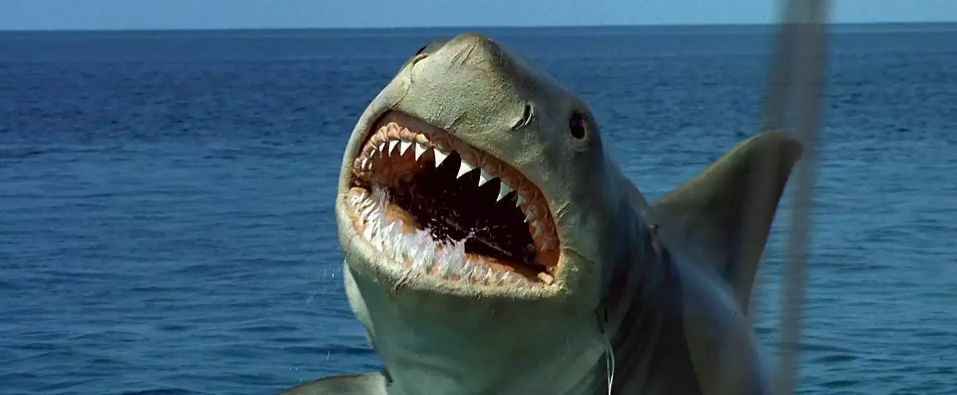 Сюжеты про акул. Сюжеты про акул. Сюжеты про акул. Сюжеты про акул. Сюжеты про акул.