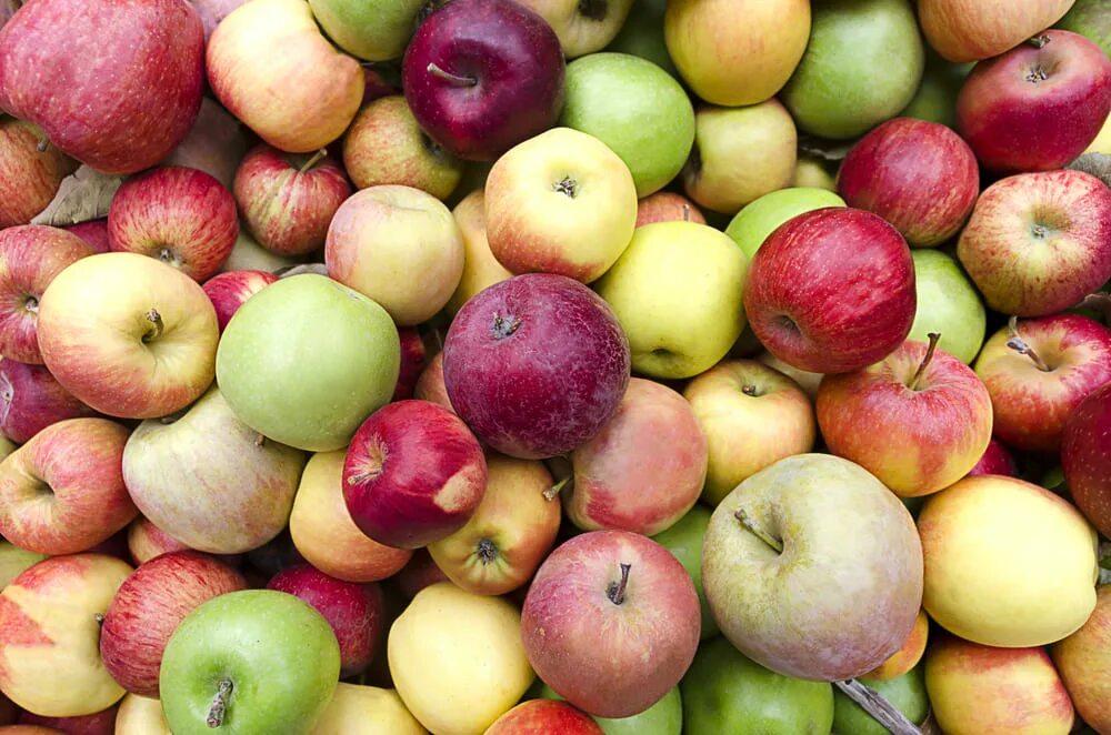 Какие сорта яблок лучше. Яблоня полукультурная: соковое 3. Разные яблоки. Разные сорта яблок. Разноцветные яблоки.