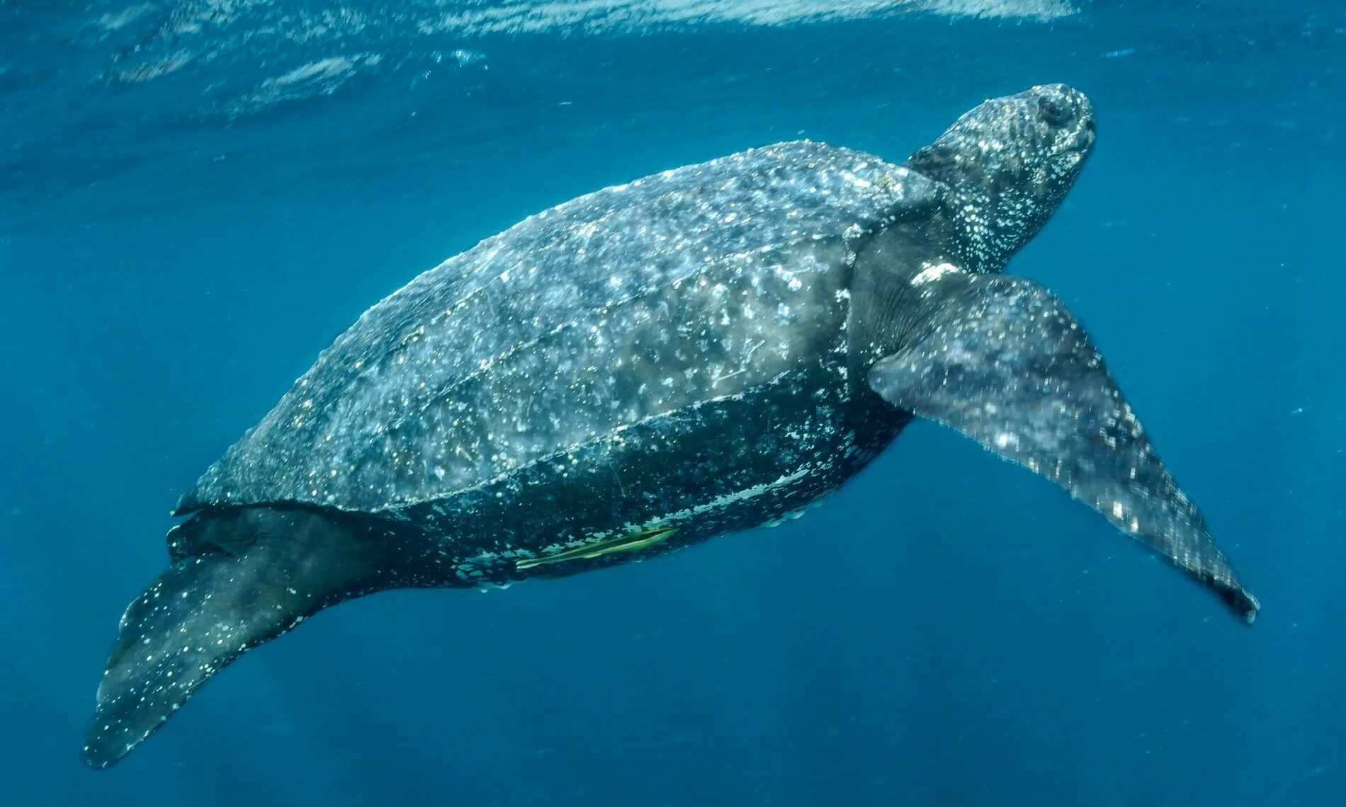 Volunteer in the Caribbean WorkingAbroad Ocean conservation, Largest sea turtle,