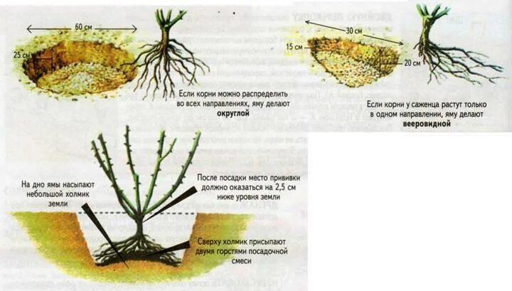 Как посадить розу с закрытой корневой системой. Посадка чайно-гибридных роз весной. посадка чайно гибридных роз. как правильно посадить розу весной в открытый грунт. схема посадки чайно-гибридных роз.