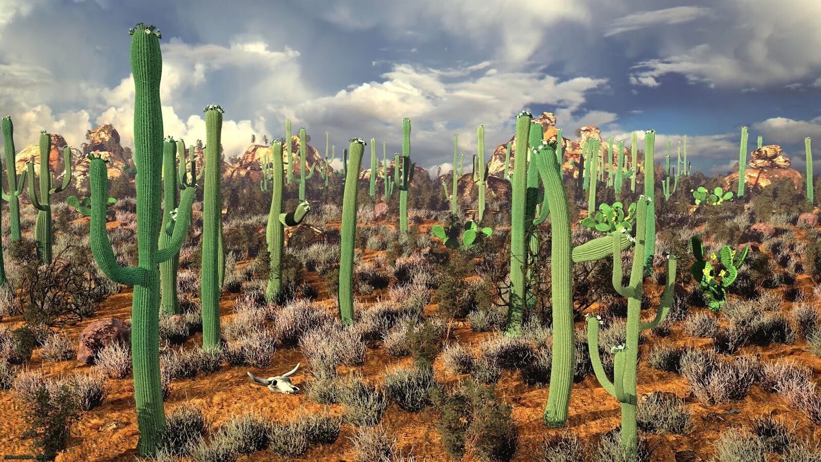 Mexican cactus. Мексика Мехико кактусы. Долина кактусов в Мексике. Мексика пустыня кактусы Сомбреро. Мексиканское Нагорье кактусы.