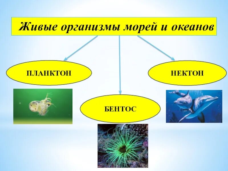 В какой части океана больше живых организмов