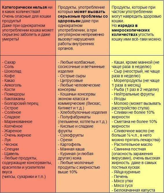 1 запрещенные продукты. Перечень продуктов для кошки. Что нельзя есть кошкам список. Список еды для кошек. Список продуктов которые нельзя есть кошкам.