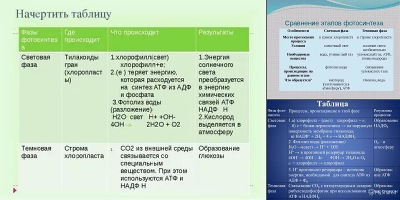 фазы фотосинтеза таблица 10 класс