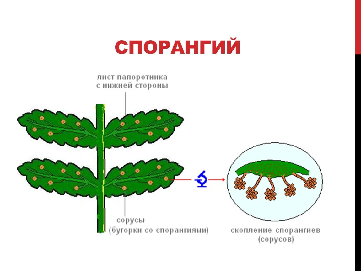 К какому классу относят коробочка спорангий. Сорусы и спорангии. Строение соруса папоротника. Строение папоротника спорангии на листьях. Рис. Строение сорусов папоротников.