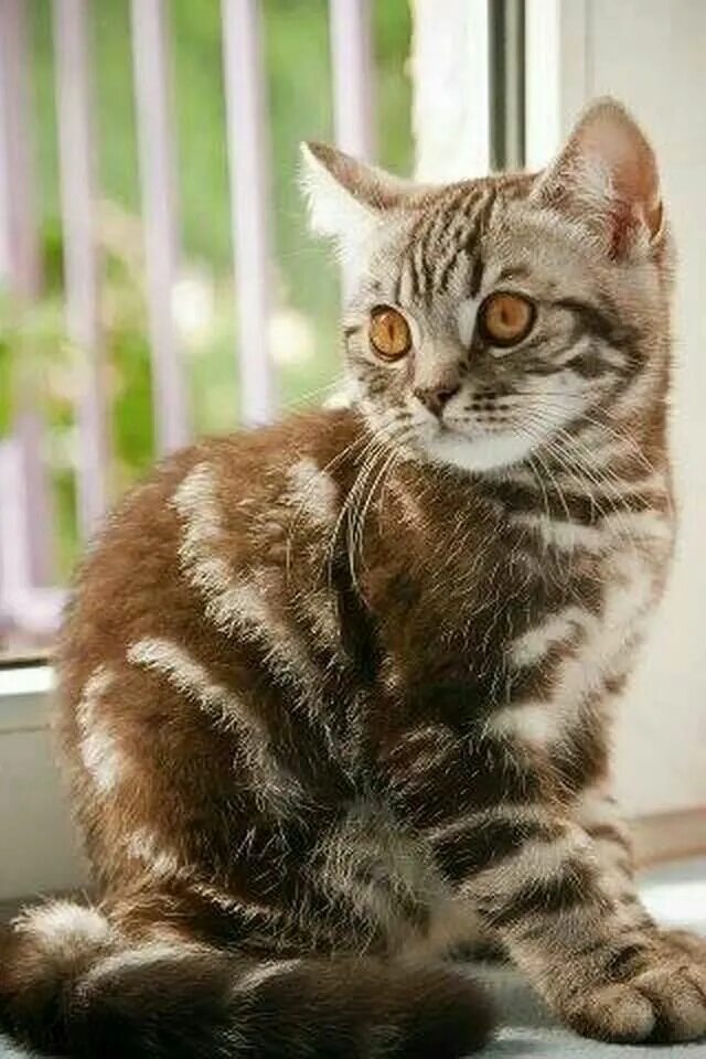 Европейская короткошерстная табби. Коричневый полосатый кот. Золотистая полосатая кошка. Американская короткошерстная кошка полосатая. Полосатая кошка.