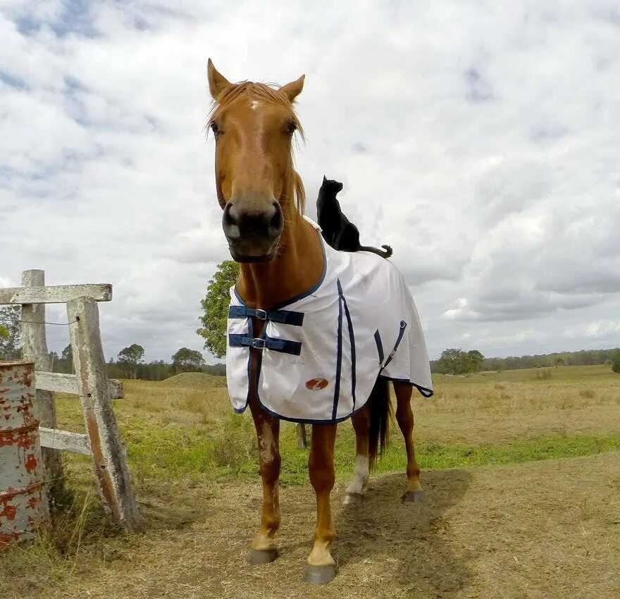 Девушка с лошадью. Девушка с лошадью. Человек рядом с лошадью. Человек на лошади. Женщина на лошади.