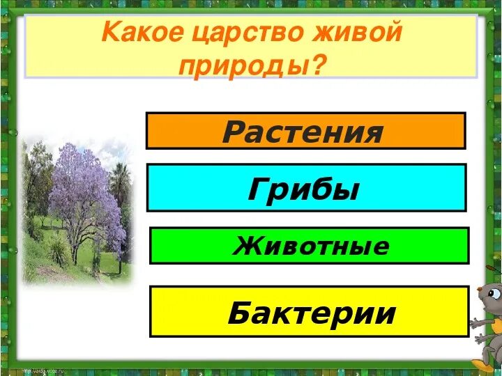 Царства живого 3 класс окружающий мир. Царства живой природы. царства природы 3 класс. царство природы 3 класс окружающий. царства живой природы 3 класс окружающий мир.