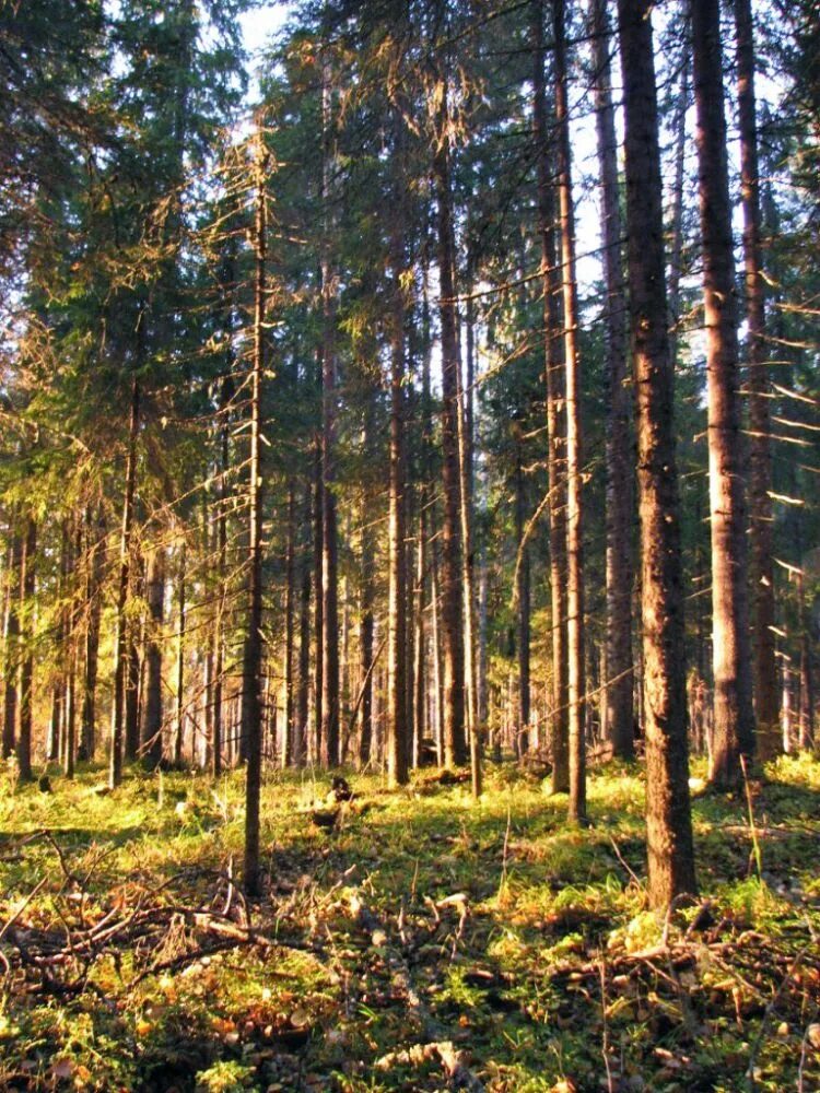 Сосняк зеленомошник. Сосняк Кисличник. Ельники долгомошники. Ельник черничный.