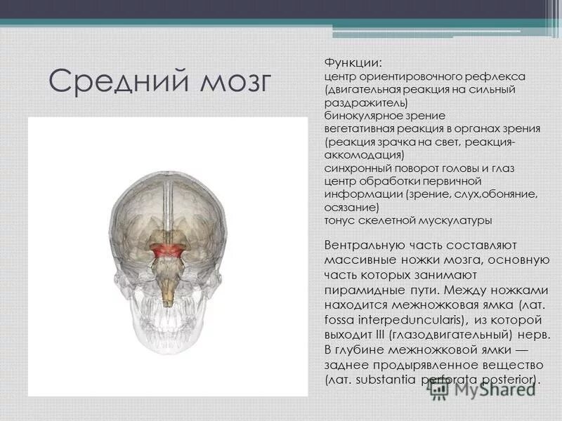 Центры ориентировочных рефлексов человека находятся в