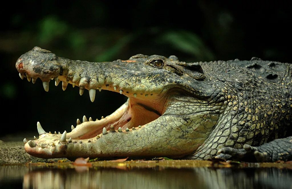 Крокодил про животных. Гребнистый крокодил. Нильский крокодил. Симпатичный крокодил.