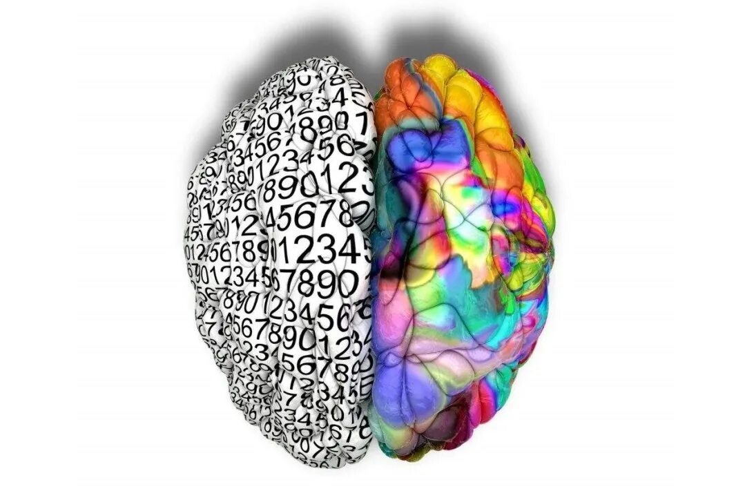 Мозг без полушарий. Левое полушарие. Полушария мозга. Разные полушария мозга. Левое и правое полушарие мозга.