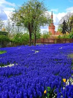 Поли москва