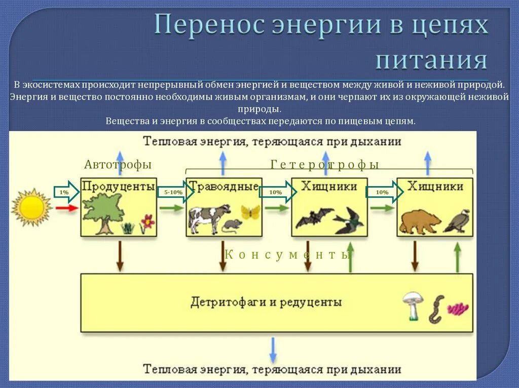 Перенос энергии в пищевых цепях. Перенос энергии в экосистеме. Источники энергии в экосистеме. Схема переноса вещества и энергии в экосистеме.