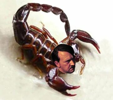 Женщины скорпионы измены