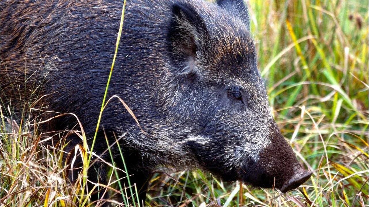 Европейский дикий кабан sus scrofa ferus. Стадо кабанов секач. Кабан – sus scrofa linnaeus, 1758. Вепрь кабан. Как выглядит кабанов.