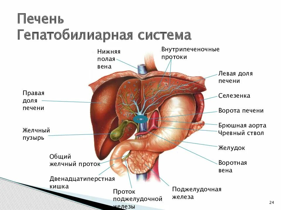 Печень где находится с какой