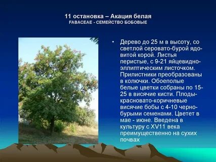 Акация описание дерева