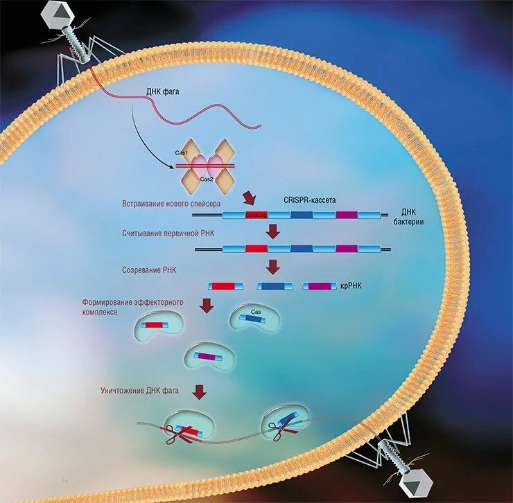 Как называется днк бактерий. Crispr cas система бактерий. геном бактериофага. встраивание вируса в днк. crispr кассета.